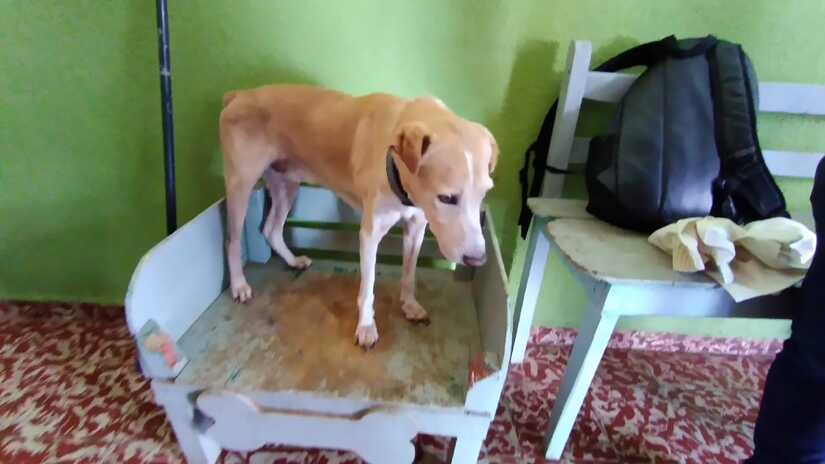 PERRO